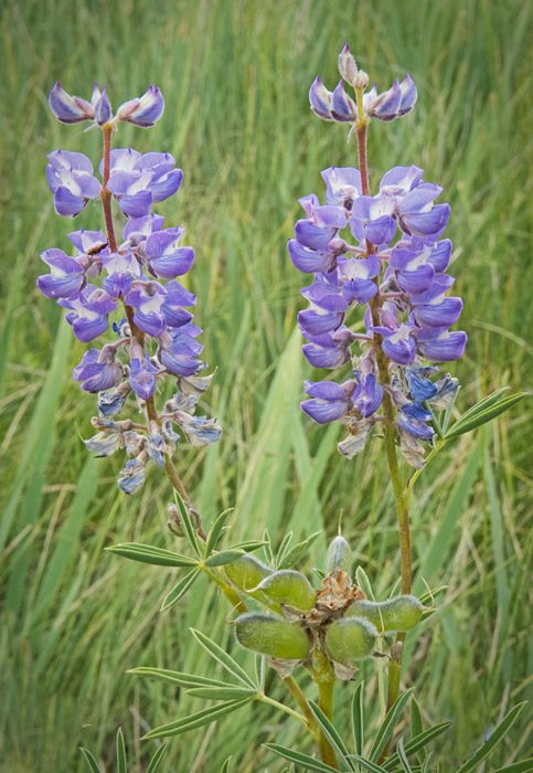 Lupine sp 4.jpg